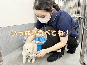先生たちもモデル犬のお世話☆